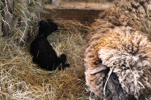 lambs