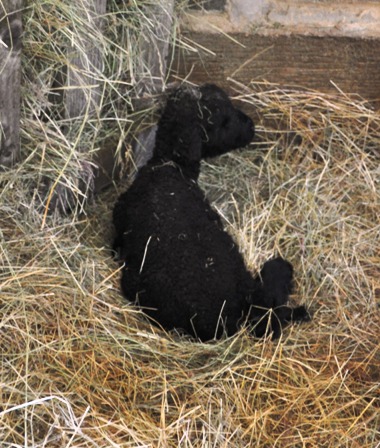 lambs2