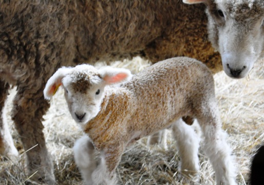lambs3