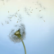 Wishing