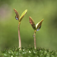 Nurture This Year